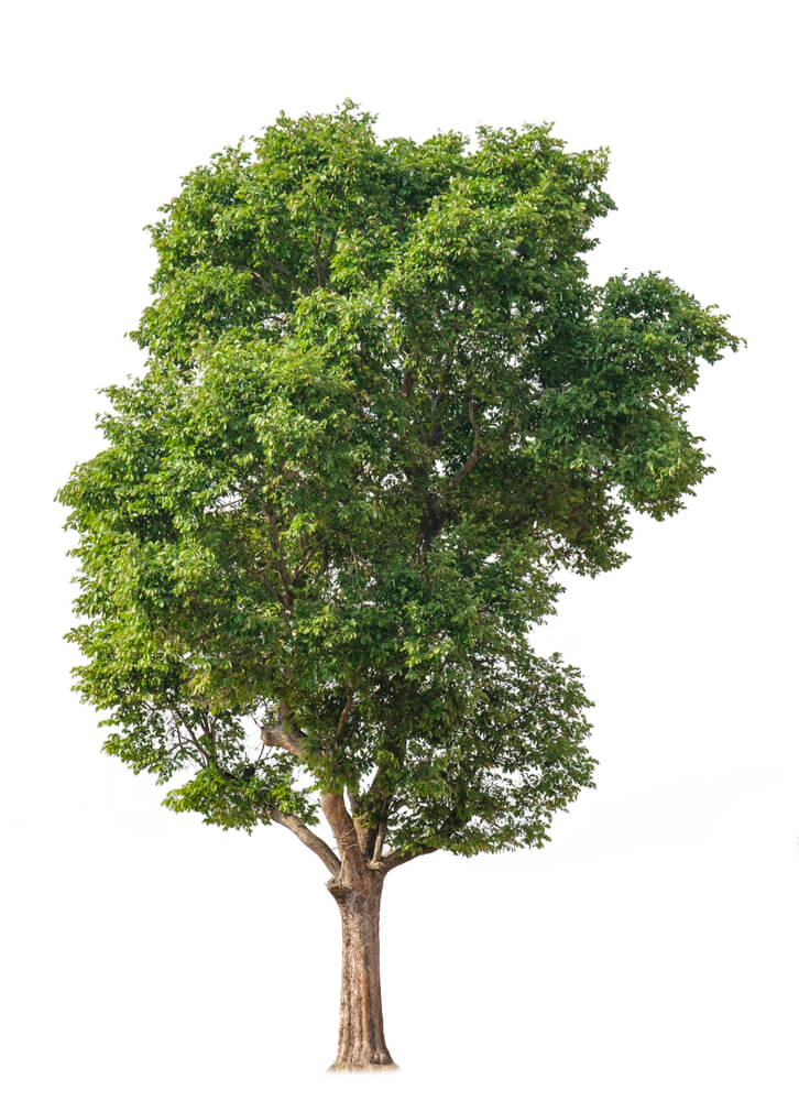 Expert Crown Lifting Services in Luton